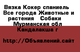Вязка Кокер спаниель - Все города Животные и растения » Собаки   . Мурманская обл.,Кандалакша г.